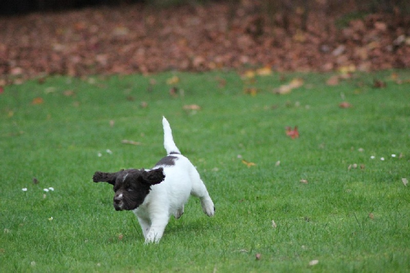 CHIOT