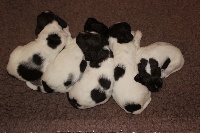 CHIOT