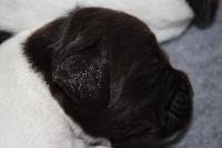 CHIOT